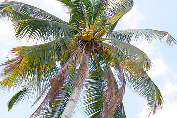 Image showing Coconut tree
