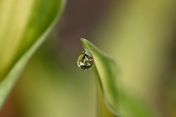 Image showing raindrop on leaf-backgound