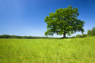 Image showing Tree in the field