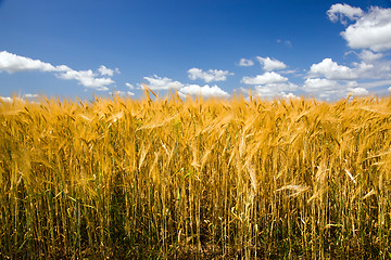 Image showing  ripened cereals