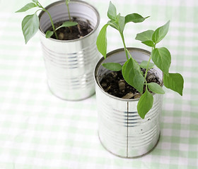 Image showing A small plant in a tin can