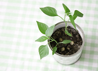 Image showing A small plant in a tin can