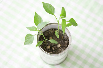 Image showing A small plant in a tin can