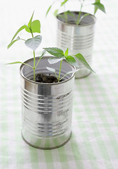 Image showing A small plant in a tin can