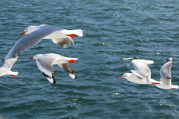 Image showing Seagulls