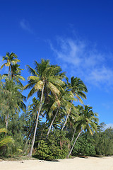 Image showing Palms