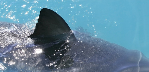 Image showing Shark fin