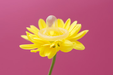Image showing Flower wearing condom