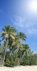 Image showing Palms