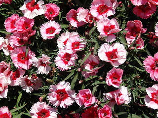 Image showing Rosy flowers