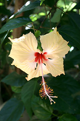 Image showing Hibiscus flower