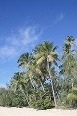 Image showing Palms