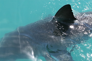 Image showing Shark fin