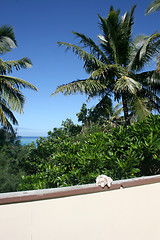 Image showing Coconut palms