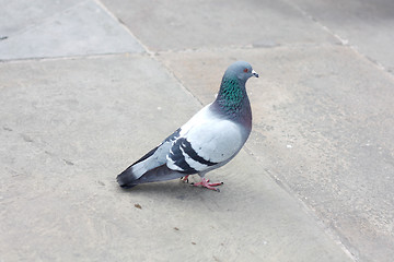 Image showing Urban pigeon