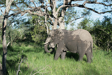 Image showing Elephant