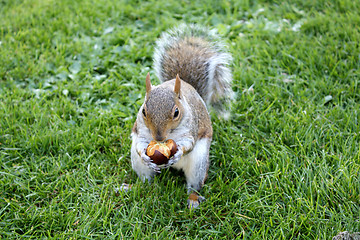 Image showing Squirrel