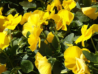 Image showing Yellow flowers