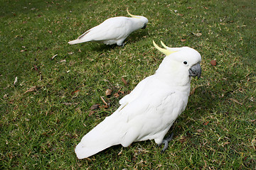 Image showing Cockatoos in park