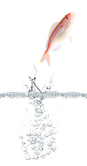 Image showing Fish escaping