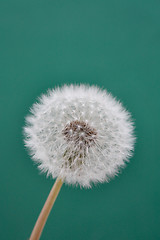 Image showing Dandelion