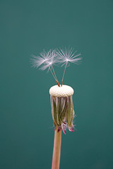 Image showing Dandelion