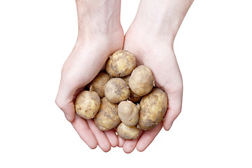 Image showing Hands holding potato