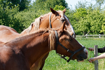 Image showing Horses