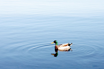 Image showing Duck