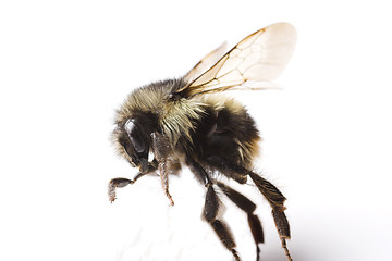 Image showing bee trying to walk