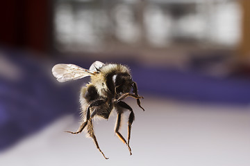 Image showing flying bee