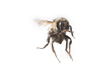 Image showing flying bee macro