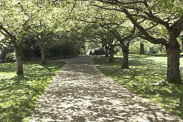 Image showing green allee