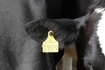 Image showing Cow