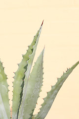 Image showing Cactus