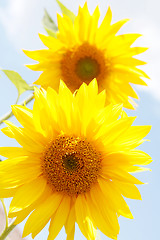 Image showing Sunflowers