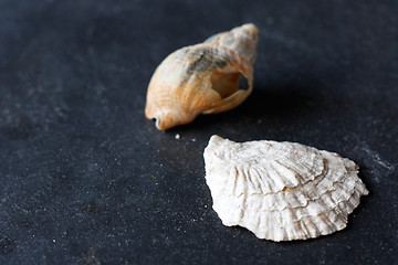 Image showing Seashells