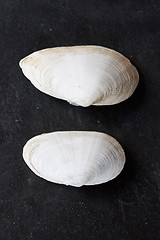 Image showing Seashells