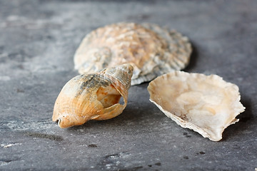 Image showing Seashells