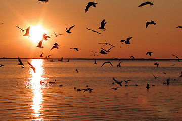 Image showing Black Seagulls