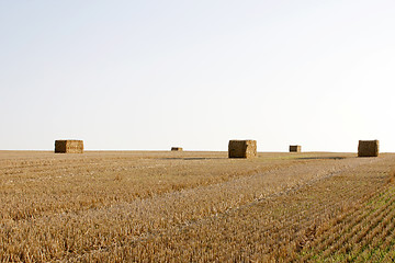 Image showing Farming