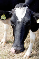 Image showing Cow