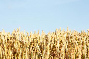 Image showing Corn field