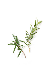 Image showing Rosemary