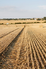 Image showing Farming