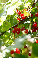 Image showing Currants