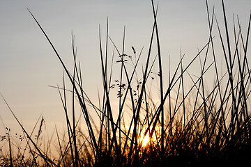 Image showing Vegetation