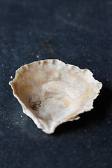 Image showing Seashells