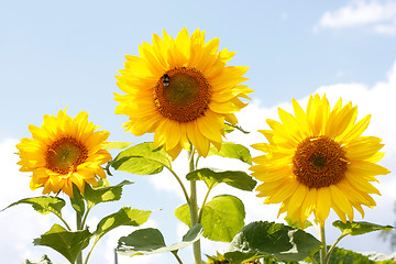 Image showing Sunflowers