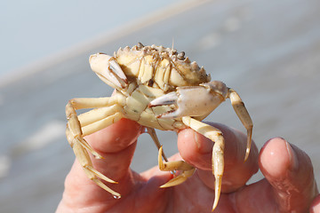 Image showing Crab